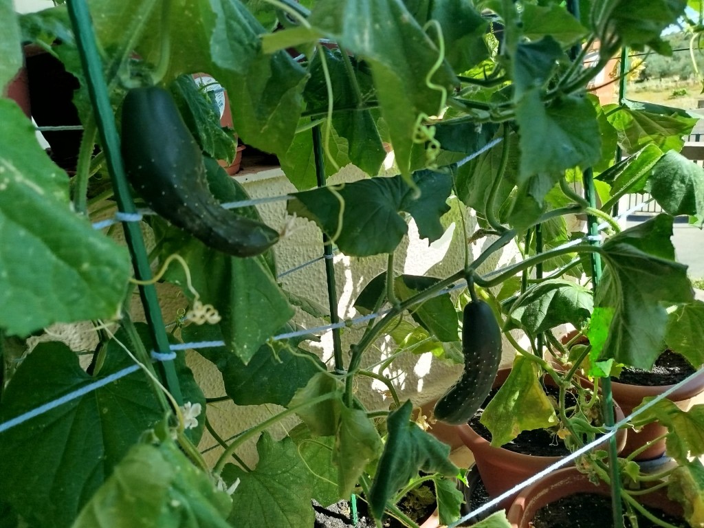 Hortalizas cultivadas en el marco de las actividades para el fomento de la autonomía personal.